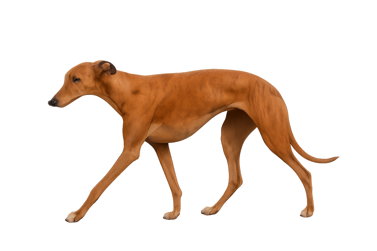 footer-dogs-walking
